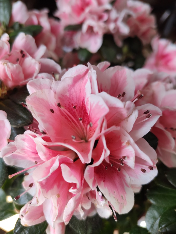 pink