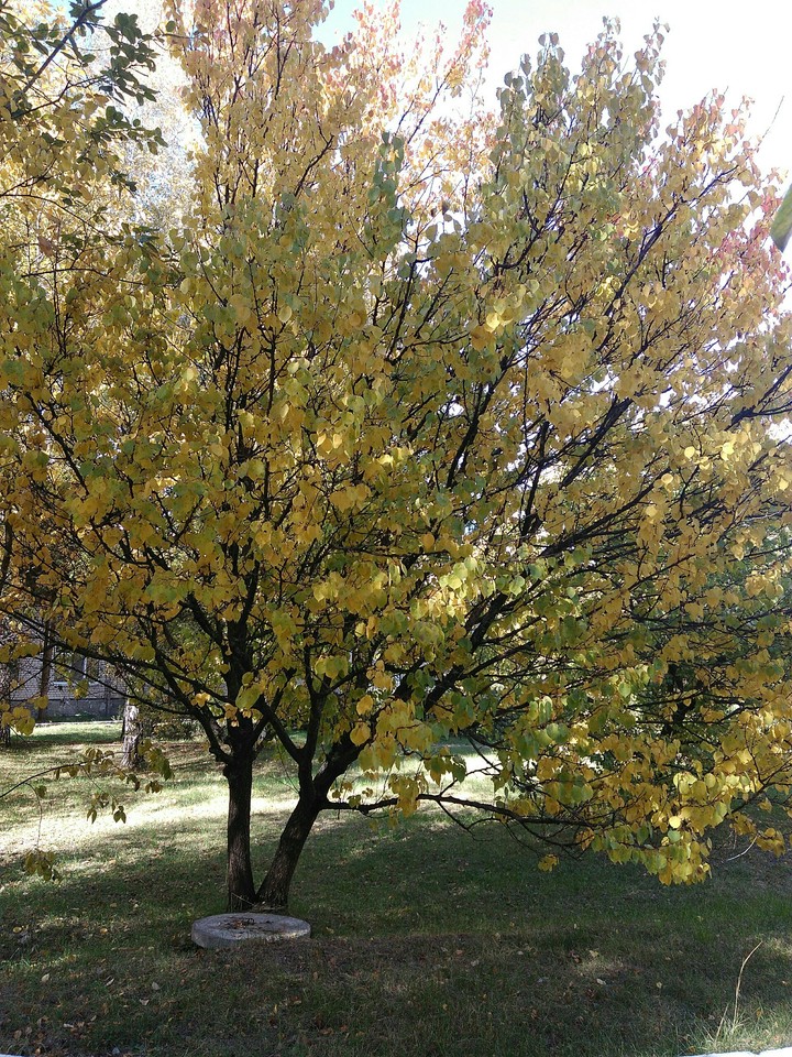 autumn