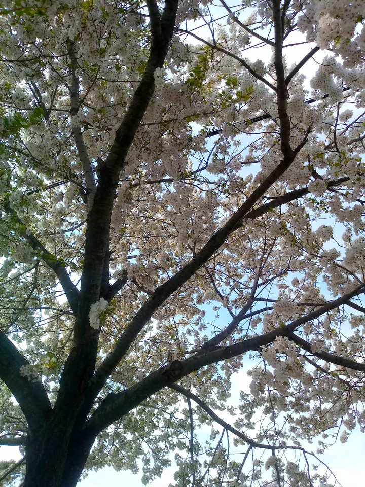 cherry blossom