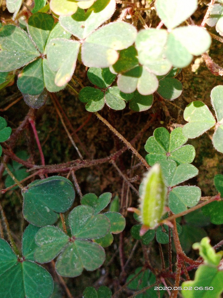 clover