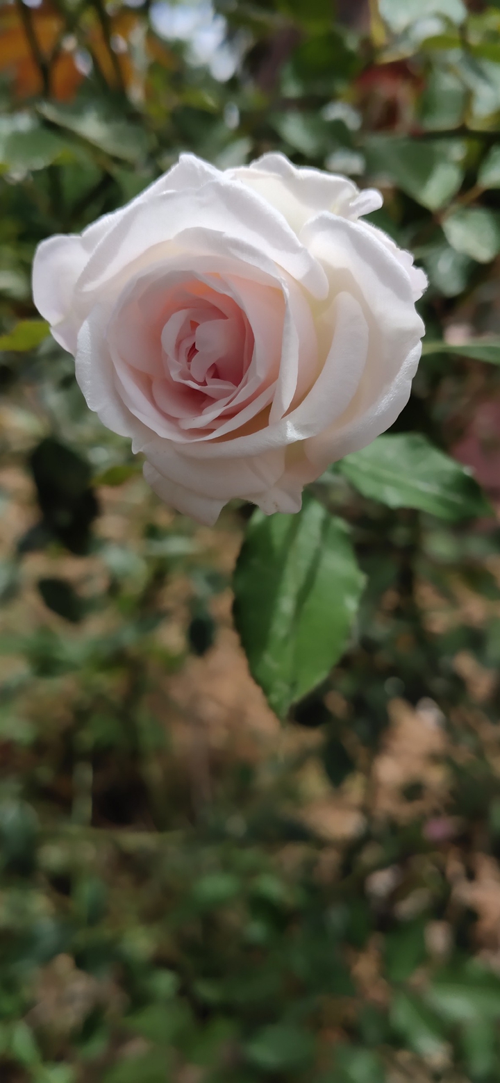 white rose