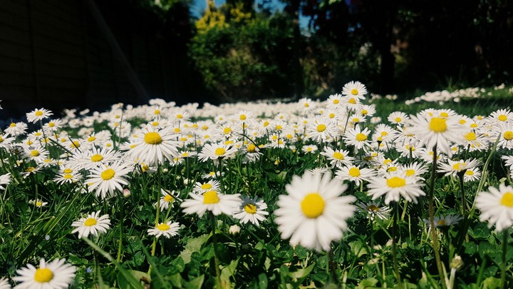flowers