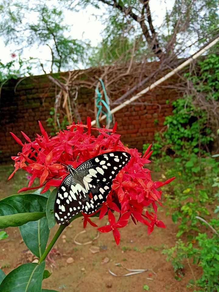 Butterfly ??