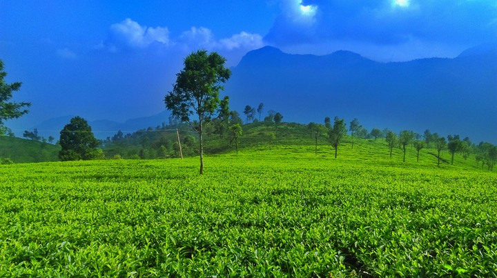 Nature and Greenery