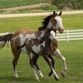 Horse baby!!!