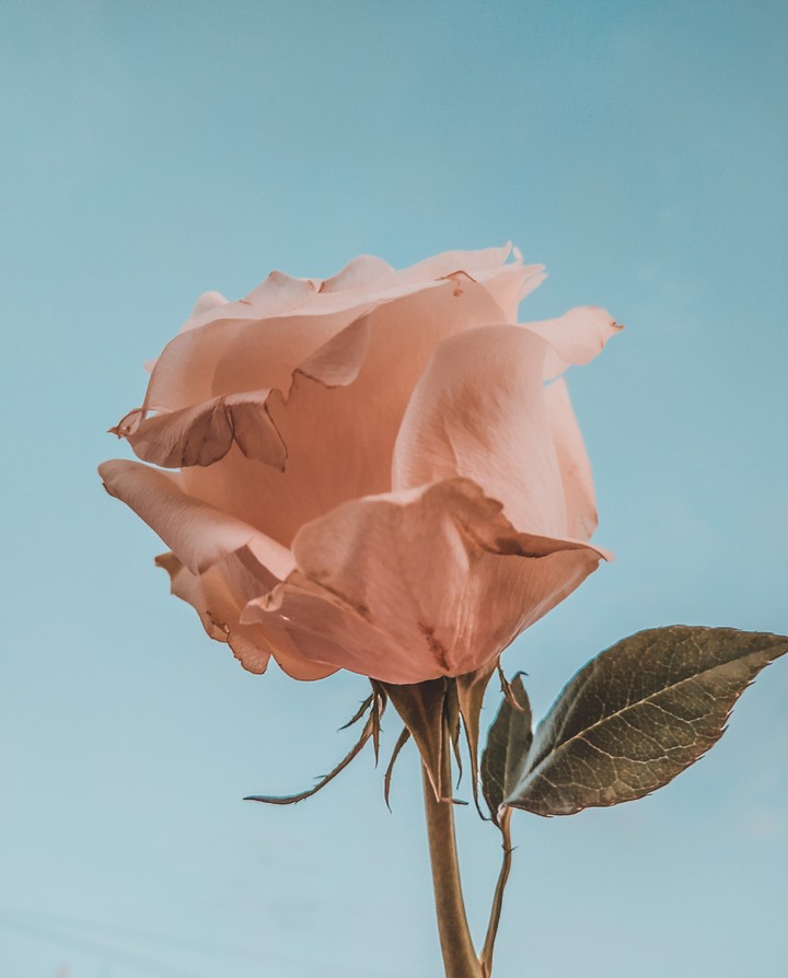 Rose in the sky