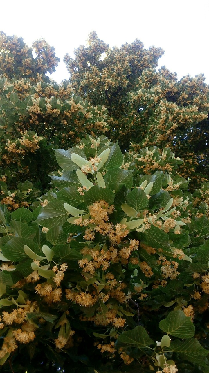 linden