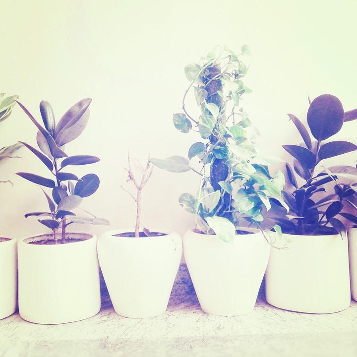 plant