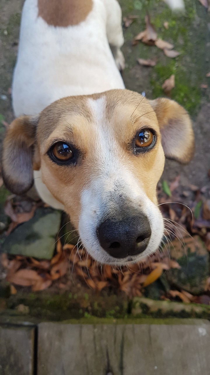 Dog