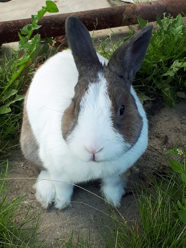 Cuniculus