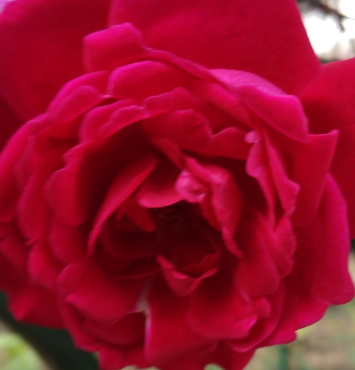 red rose