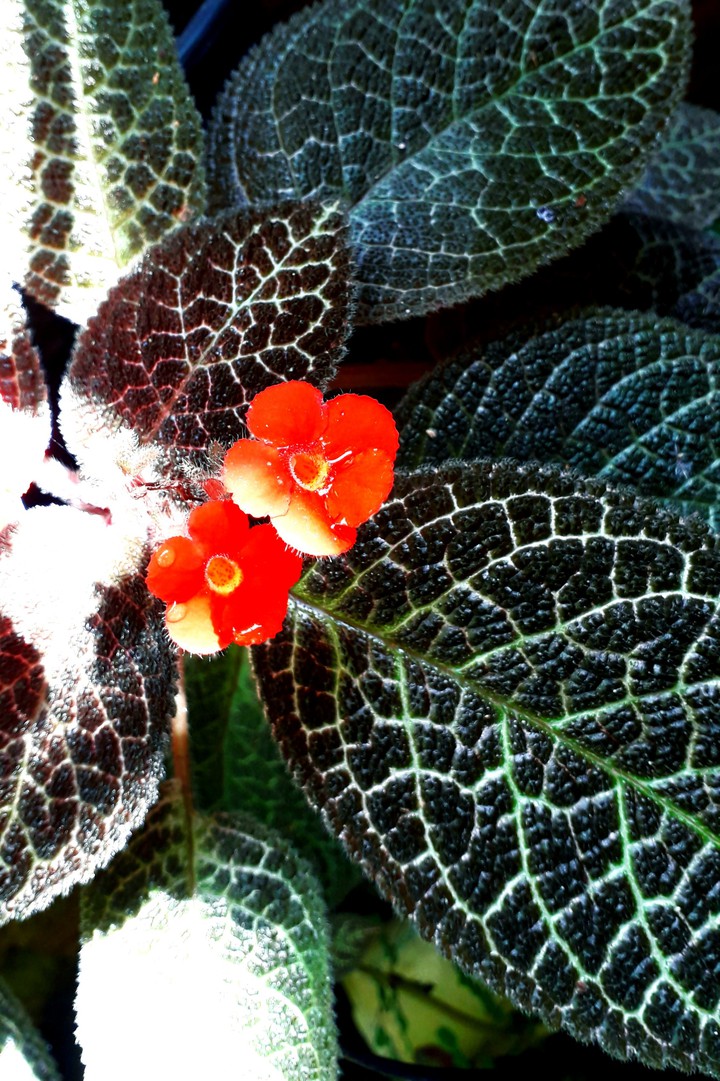 Flores