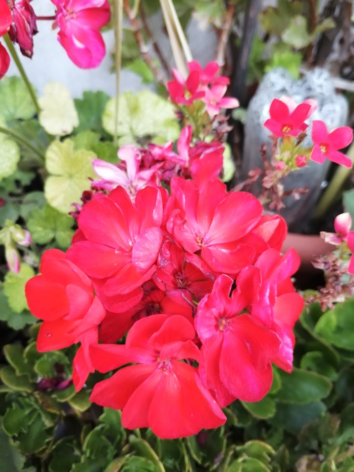Geranium rojo pasión