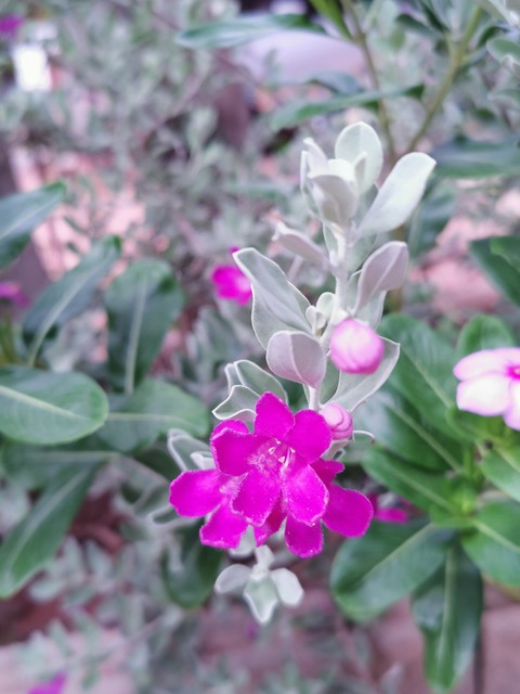 plant, magenta háttérképek