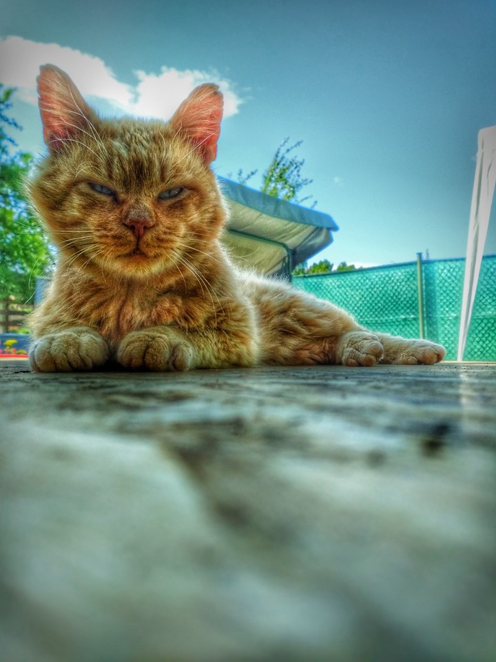 My cat. ??