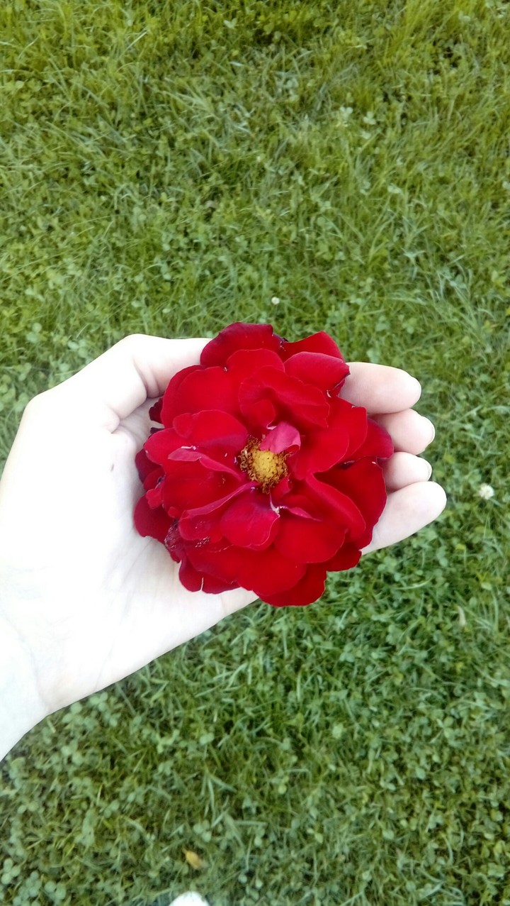 rose