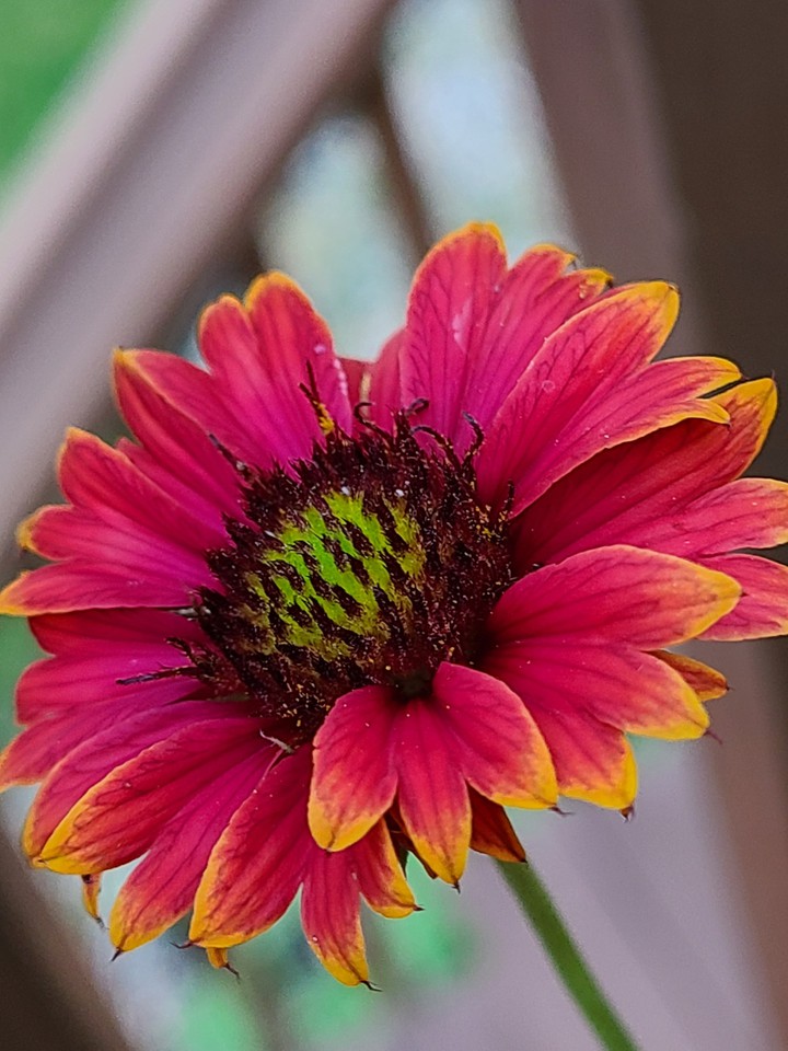 wildflower