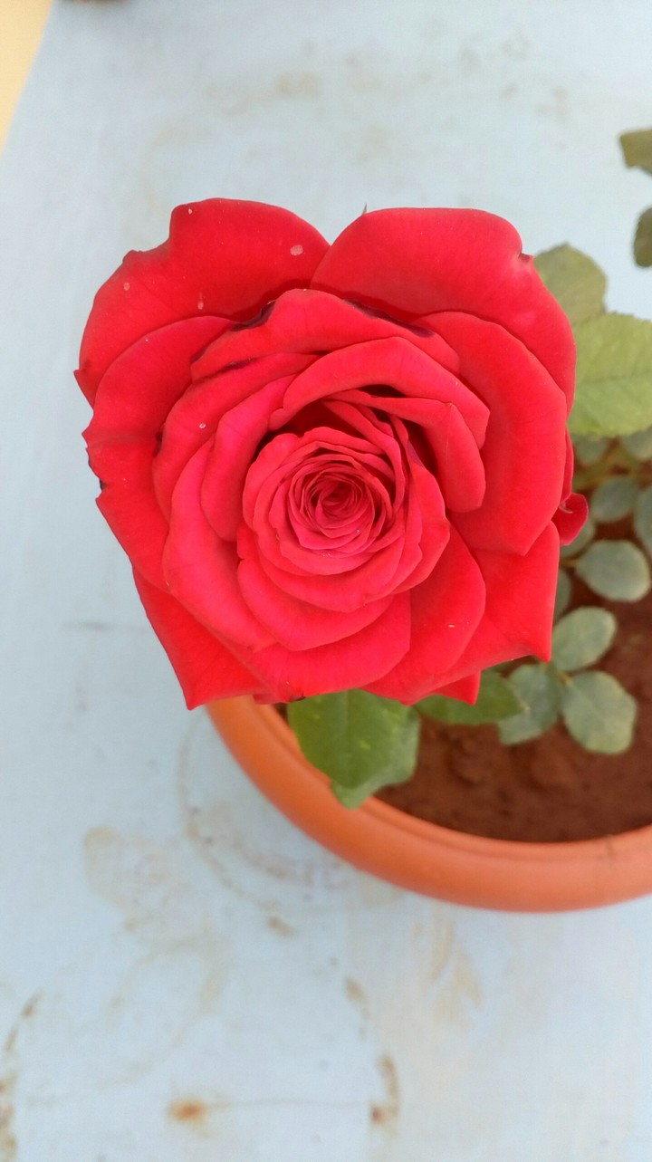 Rose with many pedals