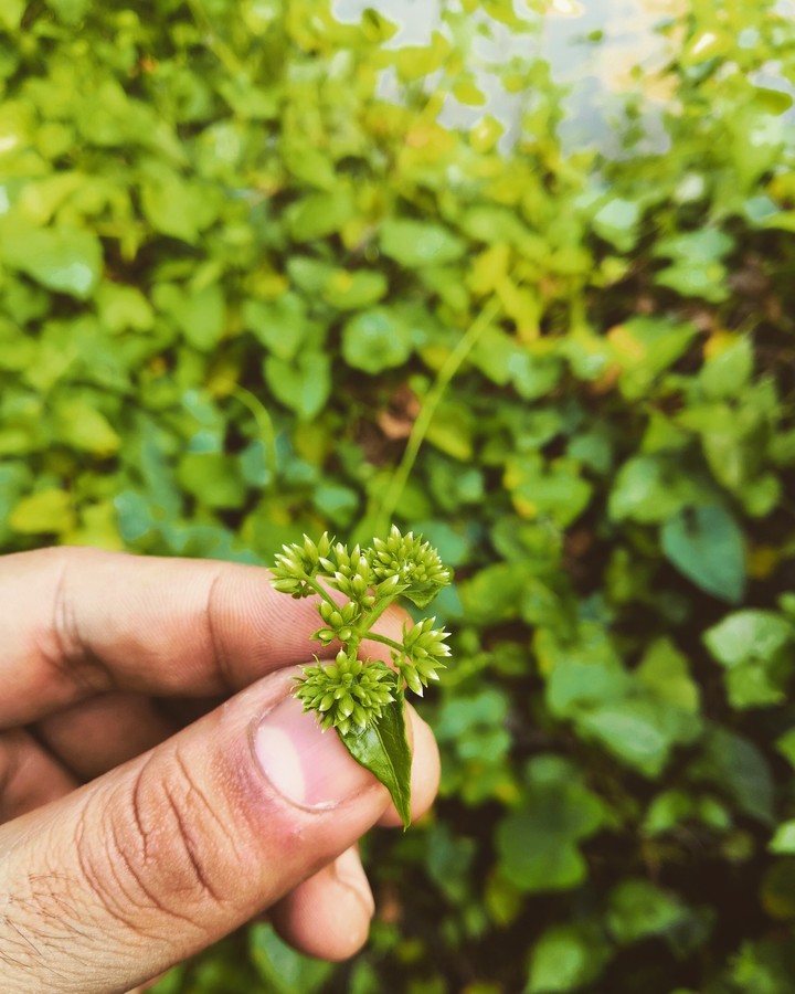 greenery