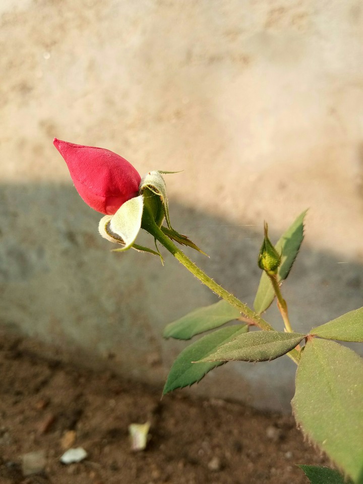 rose