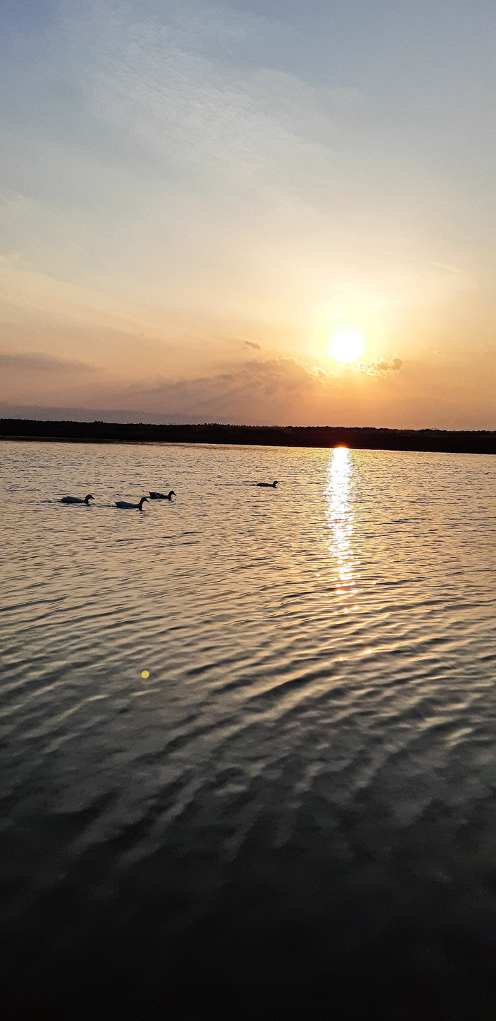 Lake, ducks and sunset