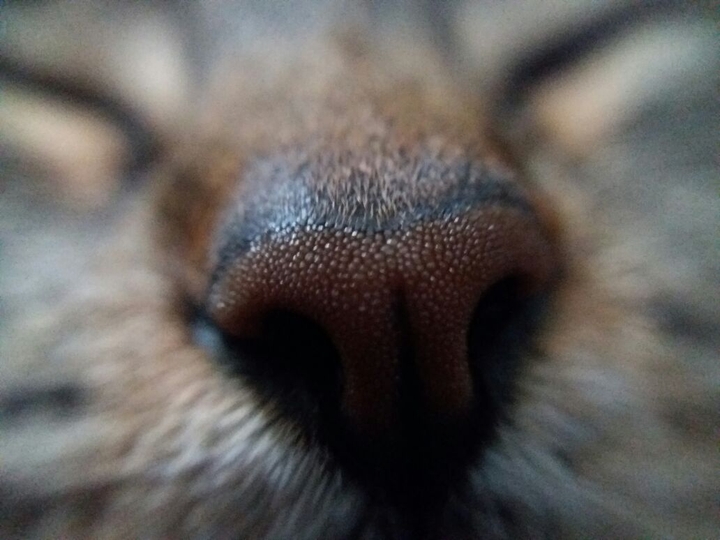 Camilla cat nose