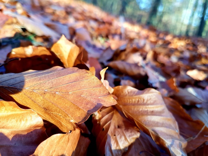 autumn