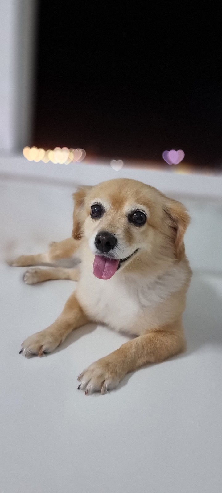 My dog