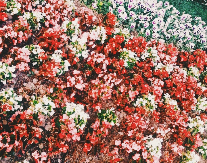 Flowers