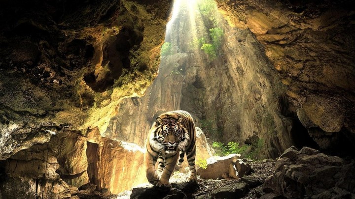 Tiger in cave