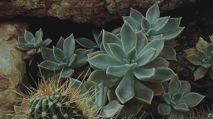 succulent