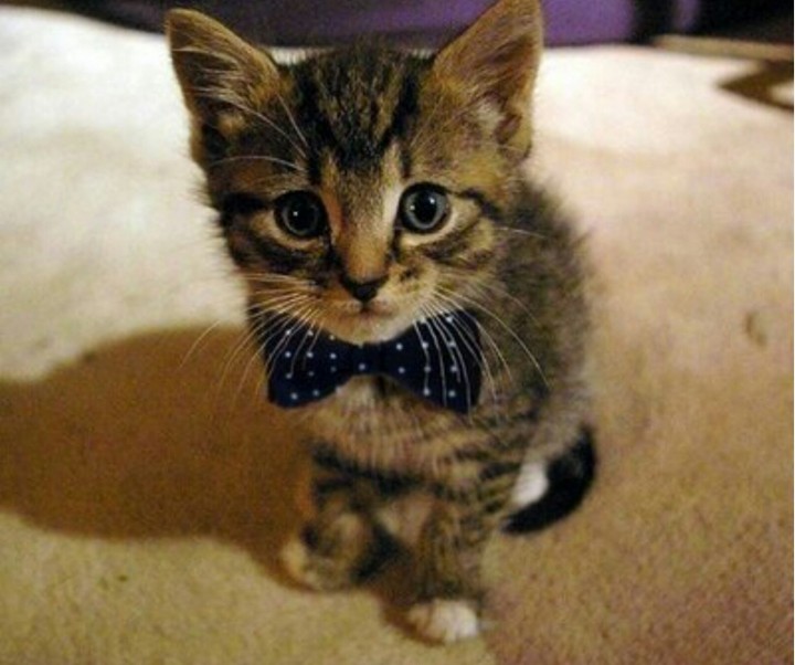 WHO. WANT TO WILL HAVE TIHIS KITTEN
