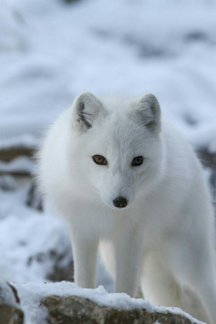 white wolf