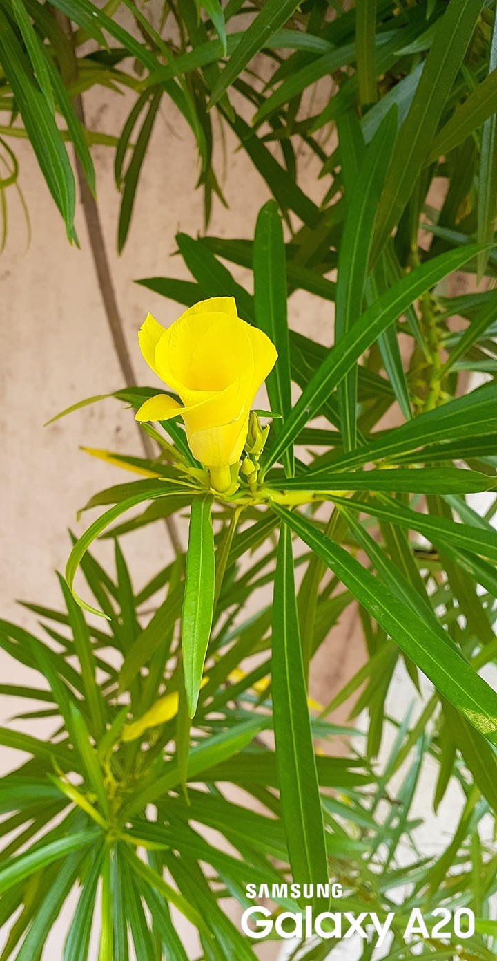 flower