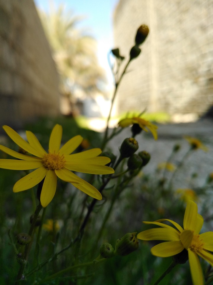 yellow flower