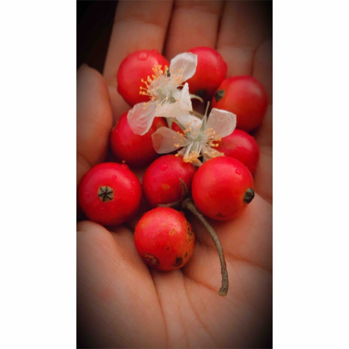 cherry fruit