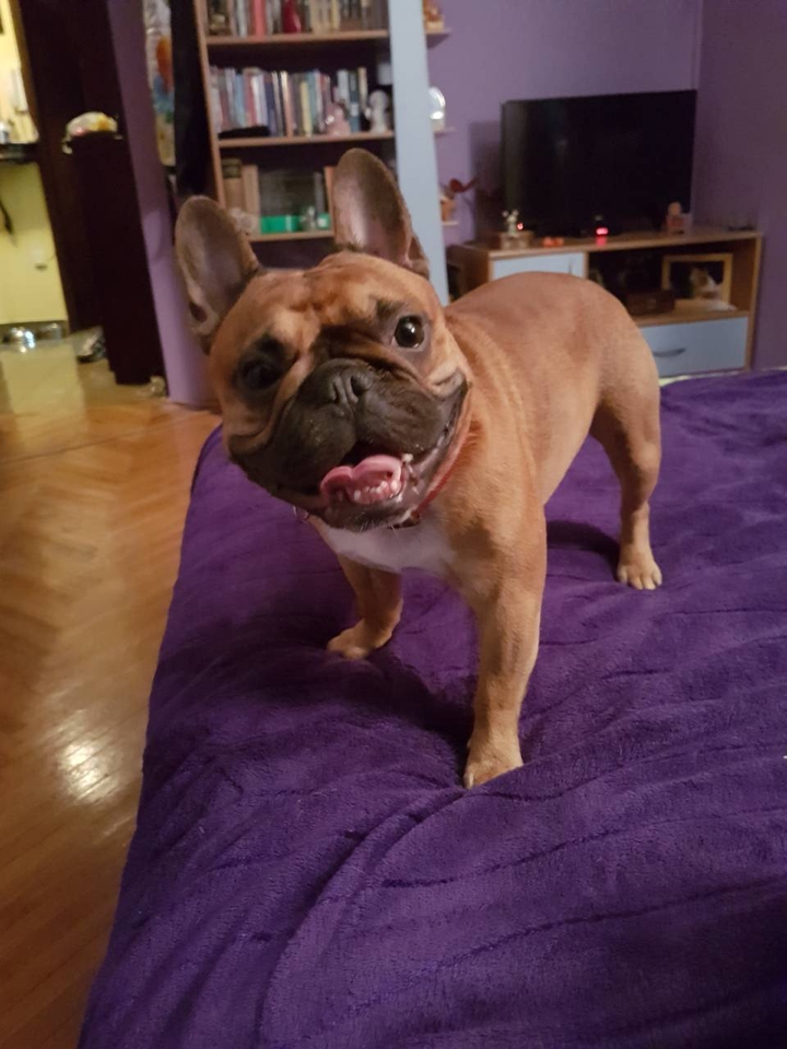 frenchie from Montenegro :))