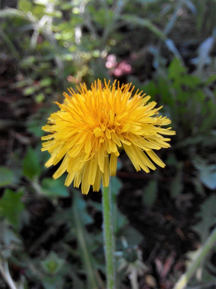 dandelion