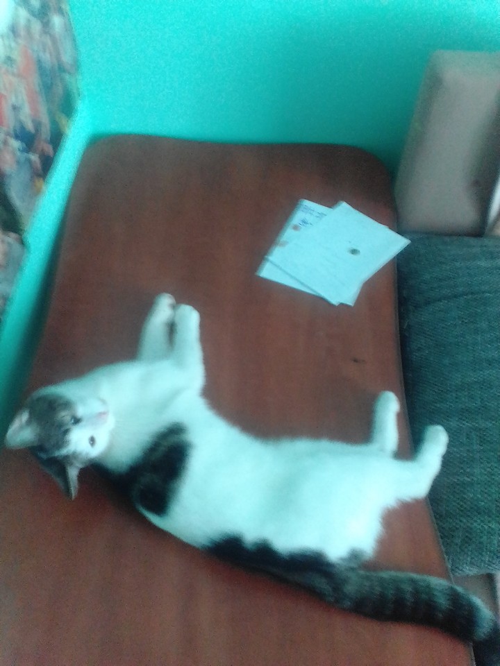 koteł (cat)