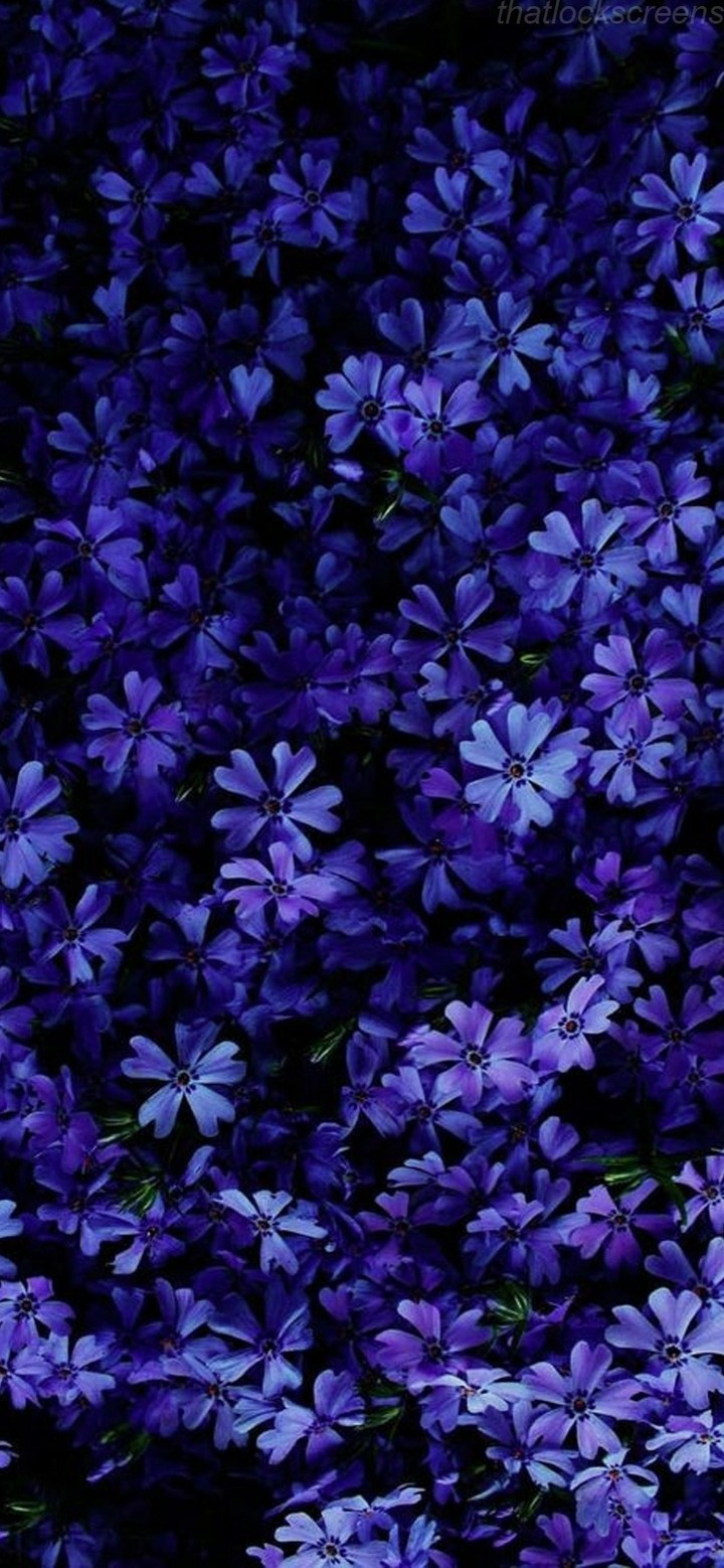 violet