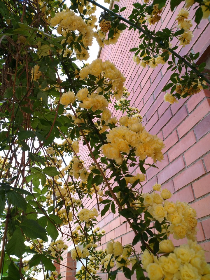 Yellow blossom little roses