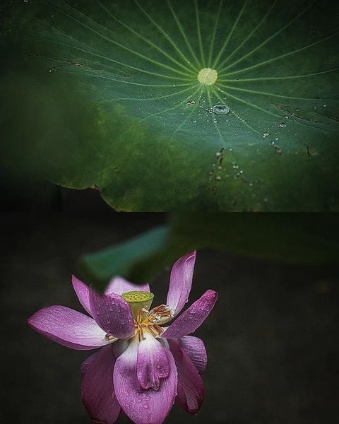 sfondi pedicel, Close-up