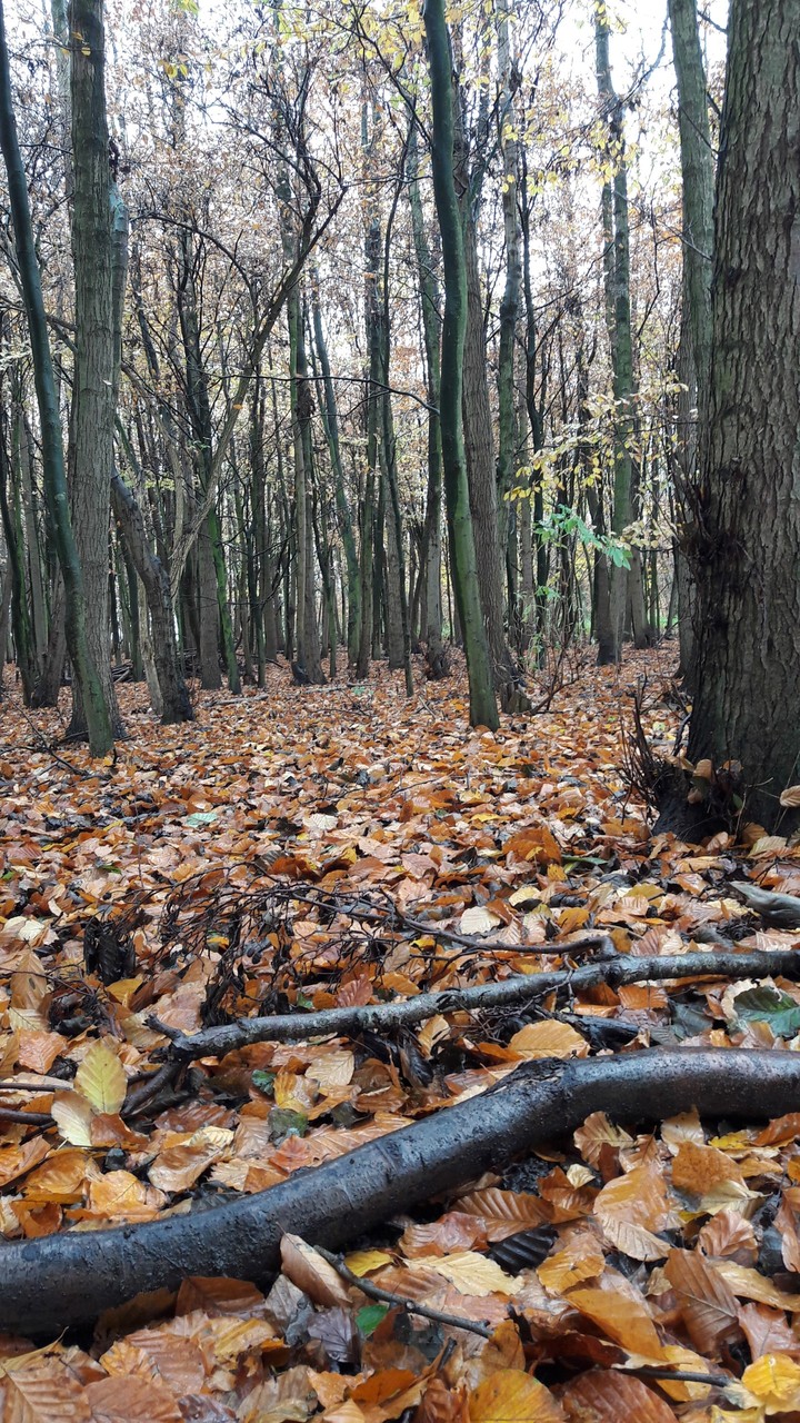 Into the woods