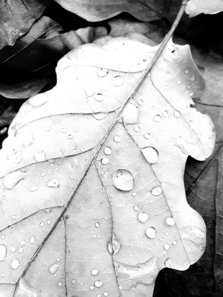Herbstblatt