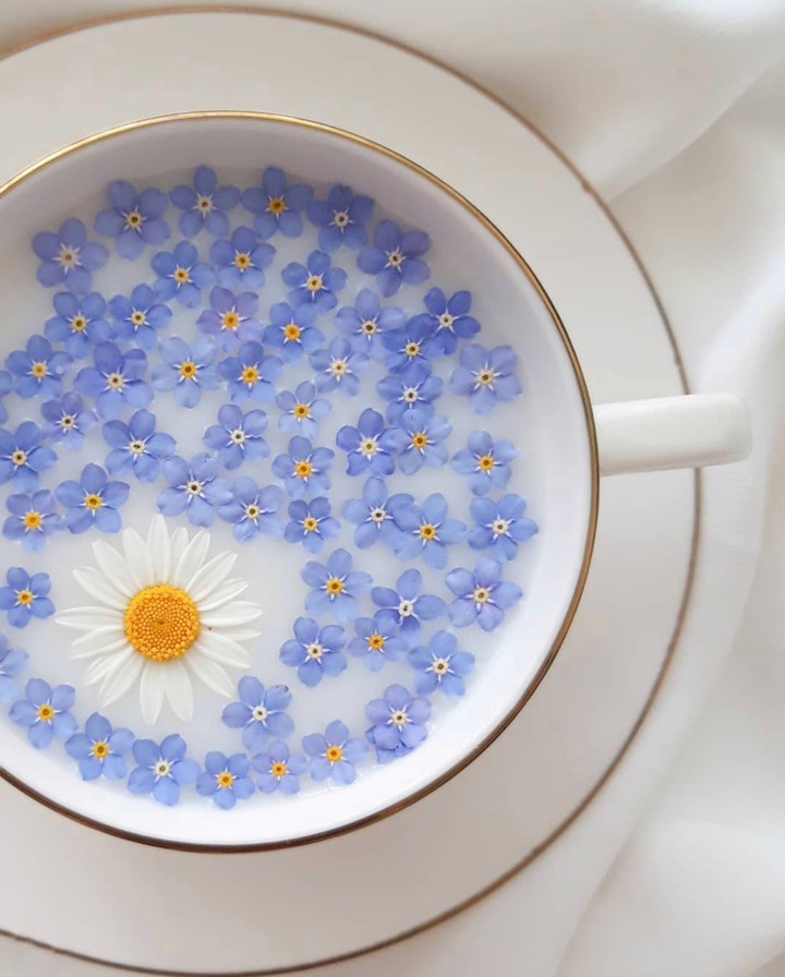 Forgetmenot