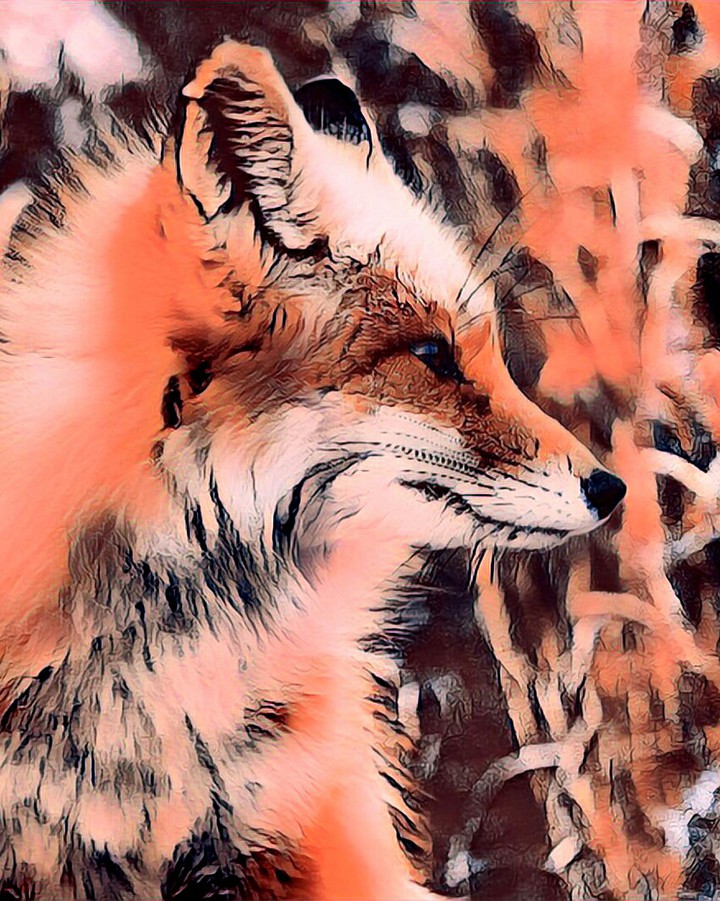 Fox