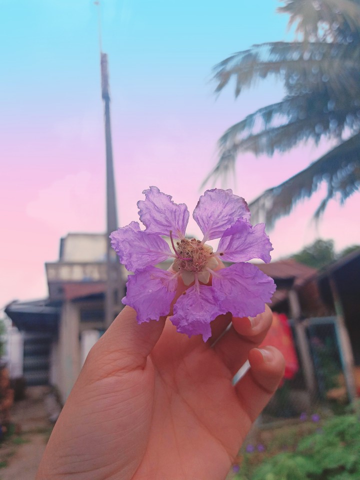 Flower Lagerstroemia