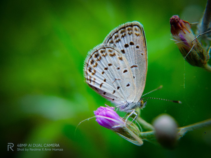 butterfly