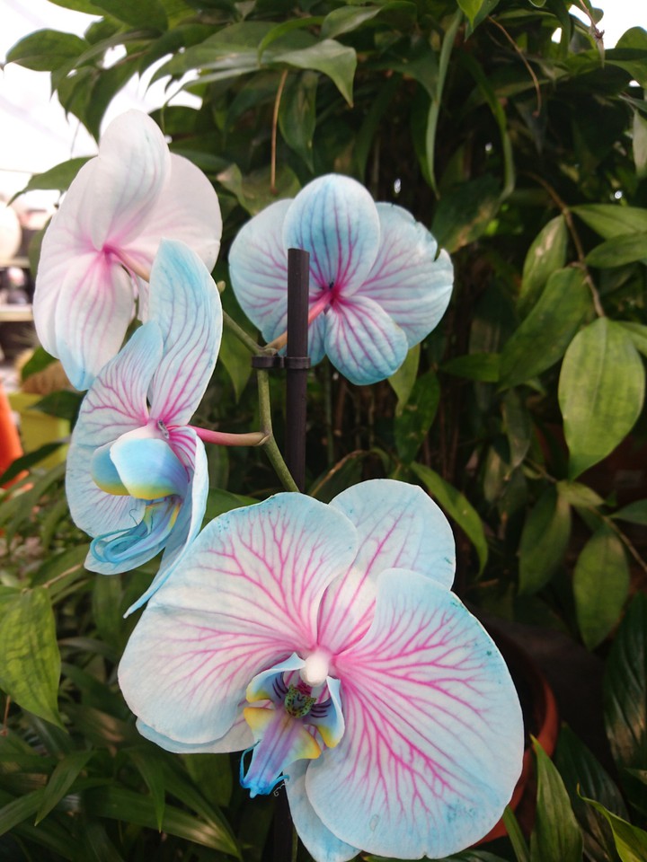 fleurs