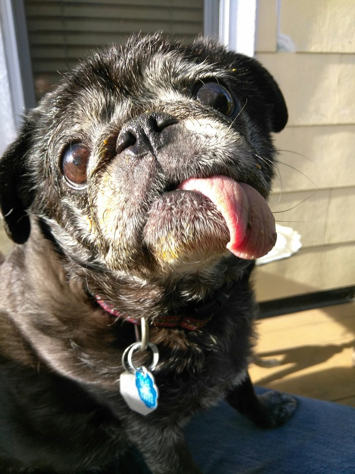 Pug dog